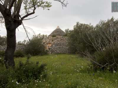 Scarpiniamo ancora pi� in alto e mentre ci guardiamo attorno, perdendo lo sguardo nella fitta vegetazione, la nostra attenzione viene colpita dalla punta di un vero e proprio trullo, per molta parte crollato e inagibile